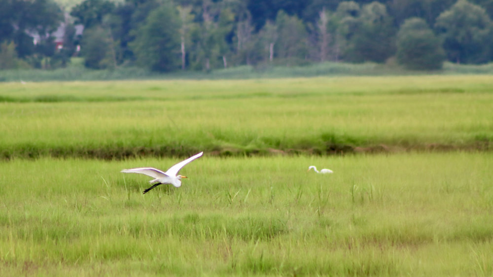 great white egret fishing scarborough marsh