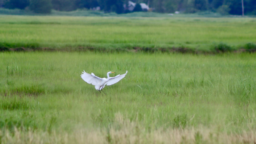 Great white egret on scarborough marsh maine