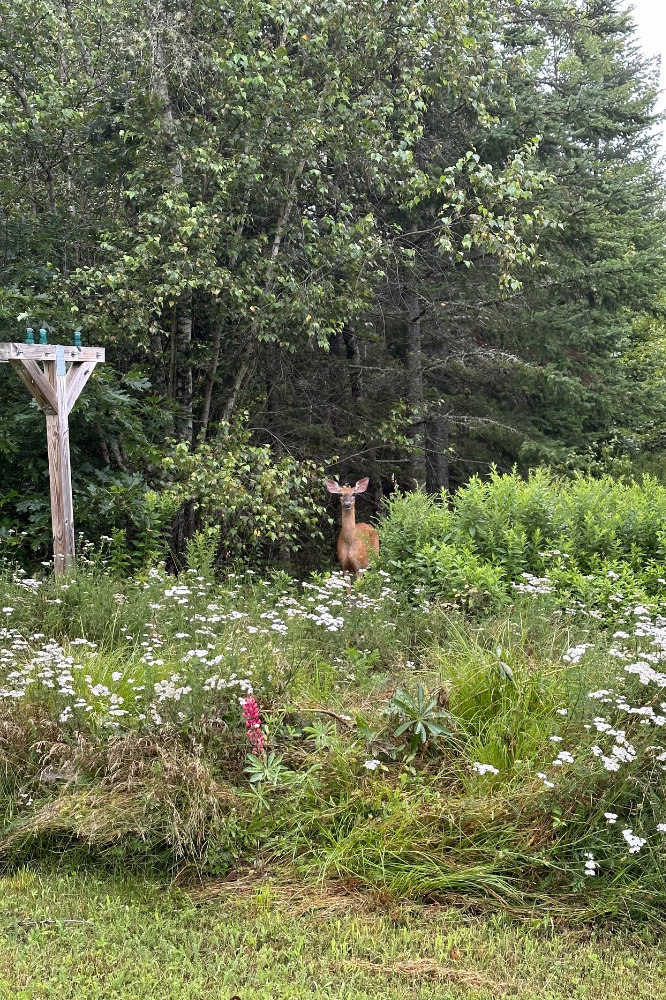 Deer by the pond in Maine