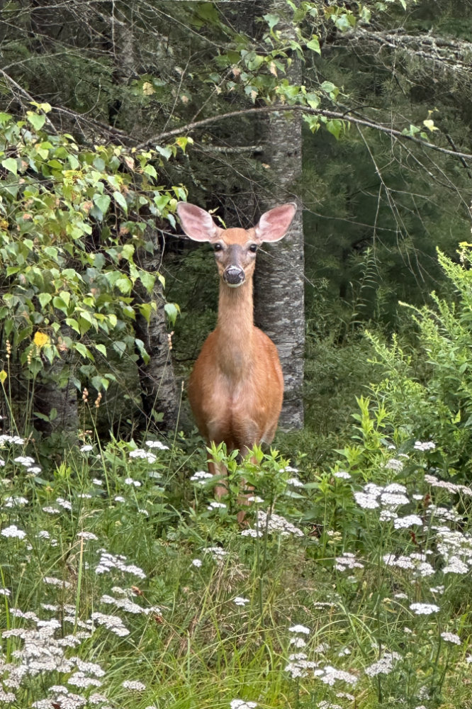 Deer by the pond in Maine