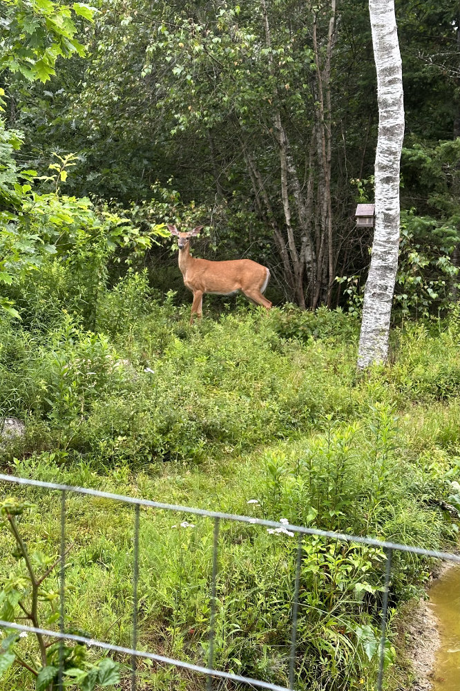 Deer by the pond in Maine