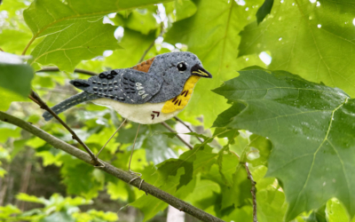 The Nimble Northern Parula