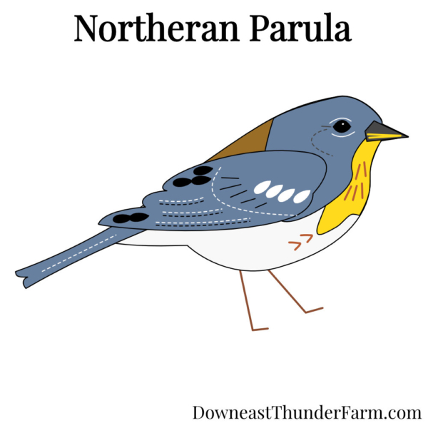 Northern Parula Felt Kit