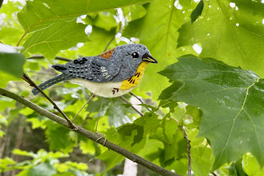 The Nimble Northern Parula