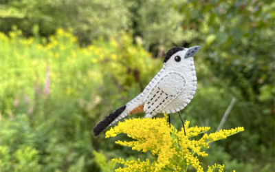 The Curious Gray Catbird