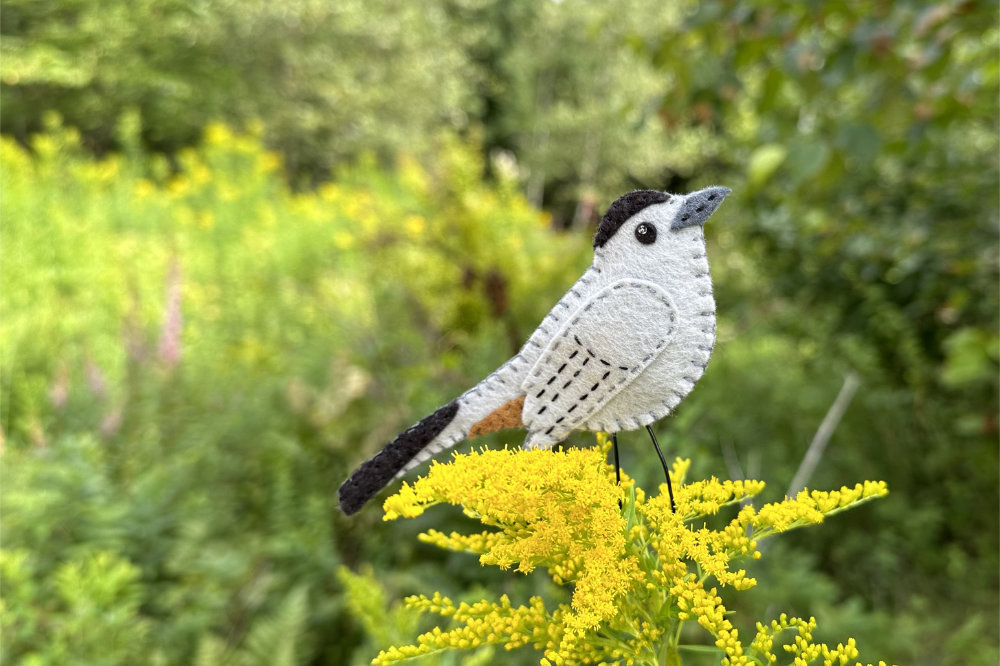 Gray Catbird Free Pattern