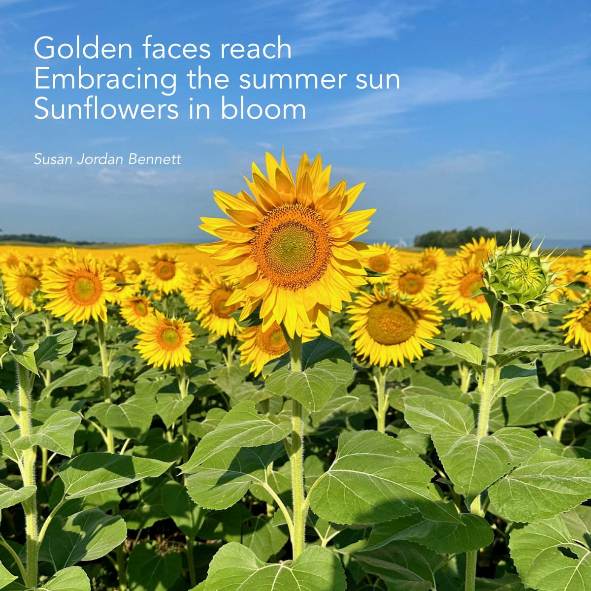 sunflower haiku