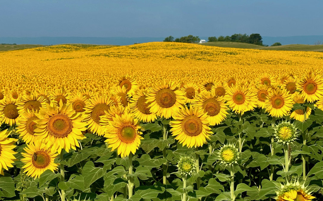 Glorious Fields of Yellow and Gold