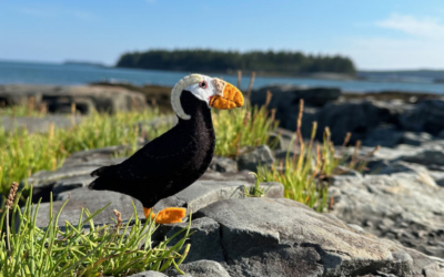 The Peppy Tufted Puffin
