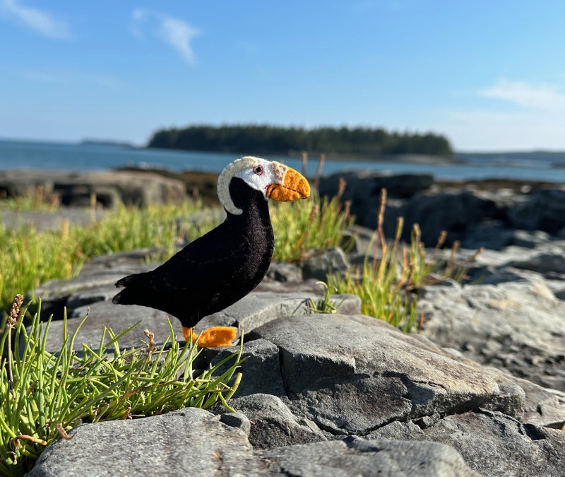 The Peppy Tufted Puffin