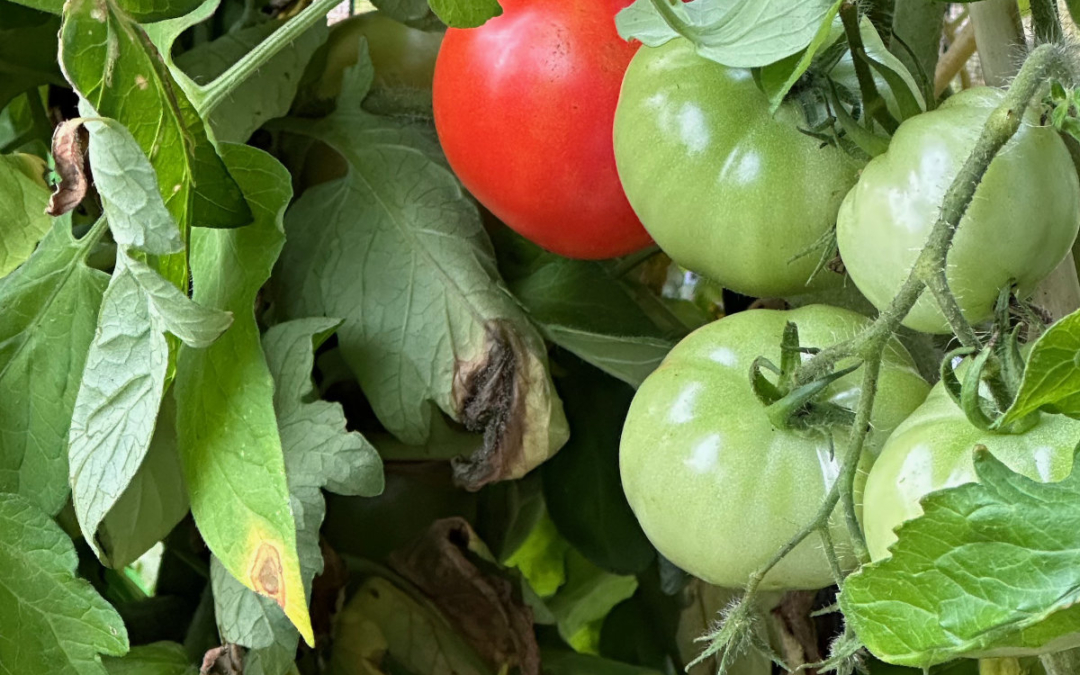 Nancy’s Tomatoes