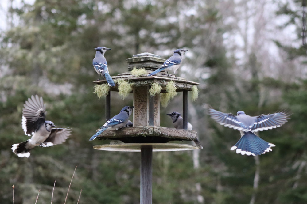 A Band of Blue Jays