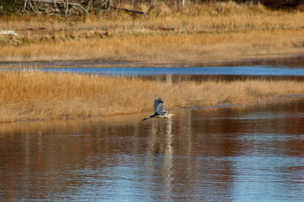 November Heron