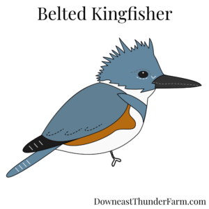 belted kingfisher felt kit