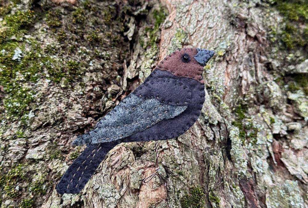 The Cagey Brown-headed Cowbird