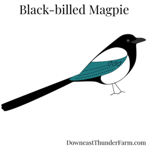 Black-billed Magpie Felt Kit