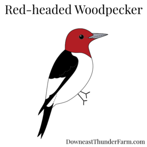 red headed woodpecker felt kit