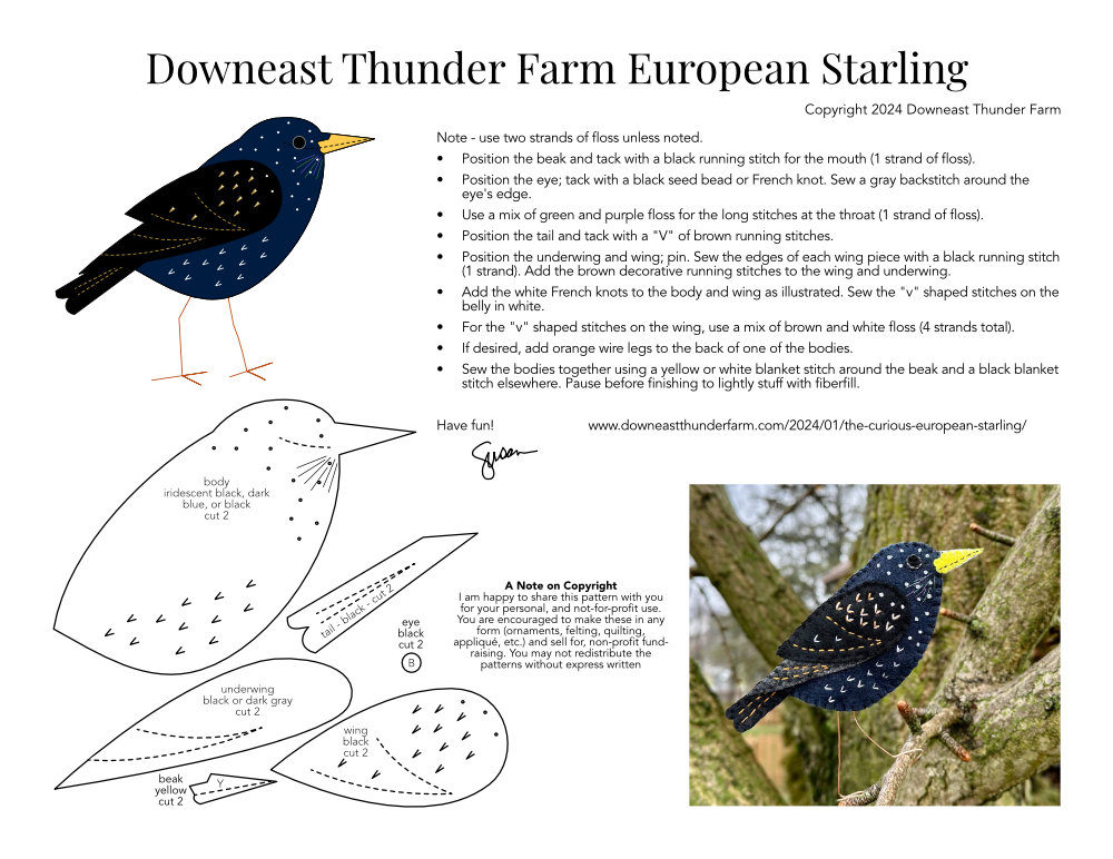 European Starling