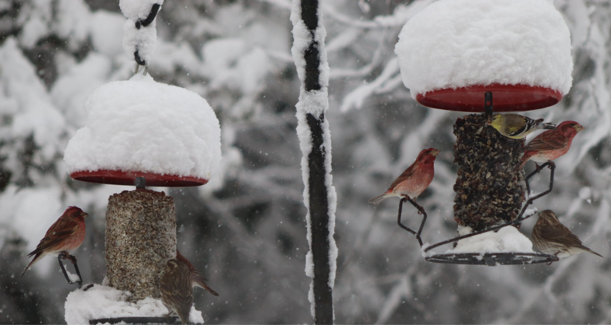 birds