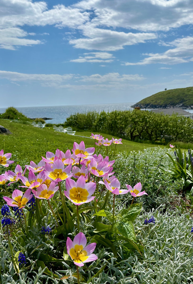 Tulips over the harbor, Monhegan