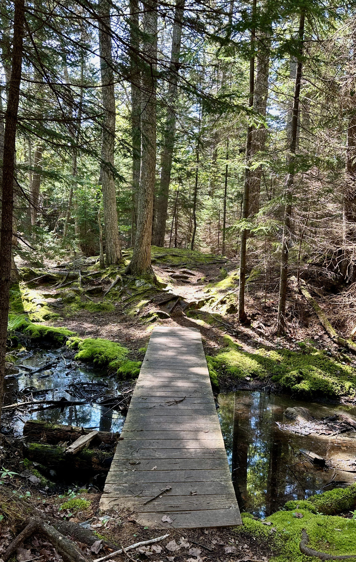 inviting trail on Monhegan Island