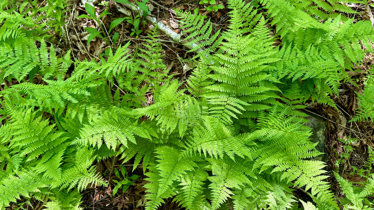 ferns in cathedral woods Monhegan Island