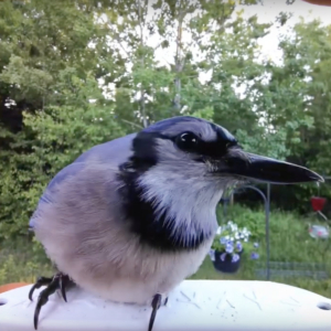 bird buddy blue jay