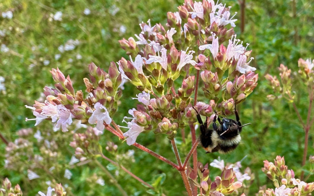 Sleepy Bees