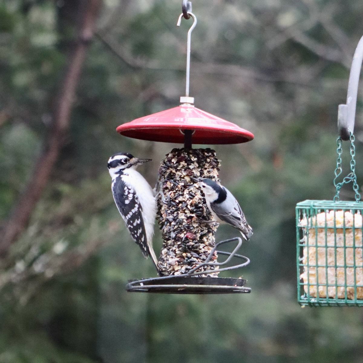 Hairy Woodpecker and White-breasted Nuthatch Hairy Woodpecker and White-breasted Nuthatch