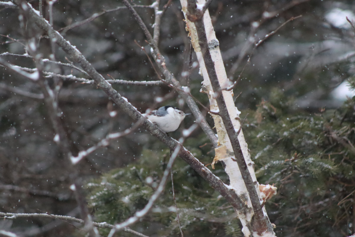 nuthatch tree nuthatch tree