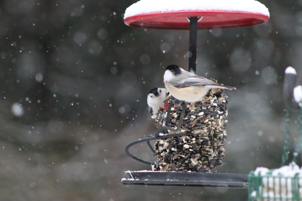 nuthatch chickadee white breasted nuthatch and black capped chickadee
