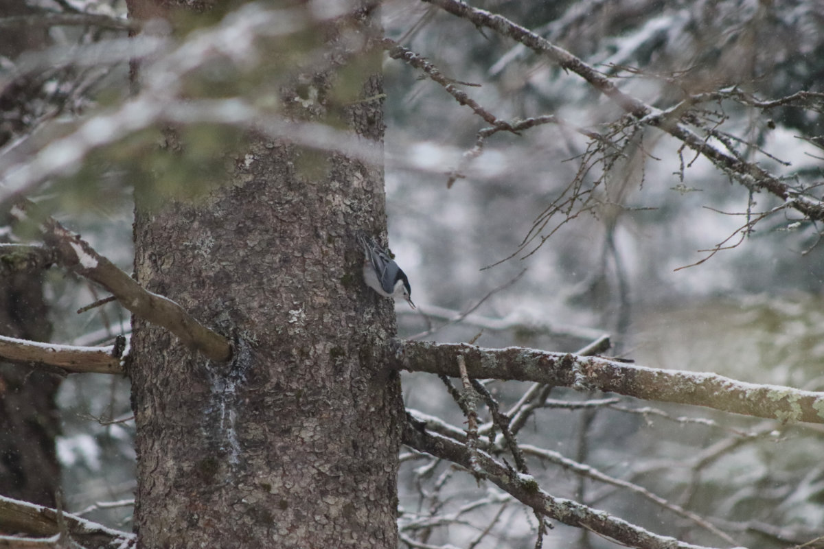 nuthatch woods nuthatch woods