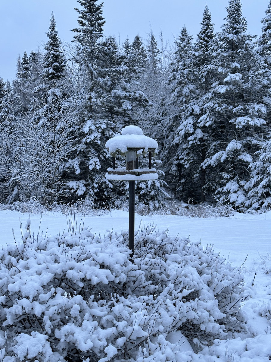 snowy feeder snowy feeder