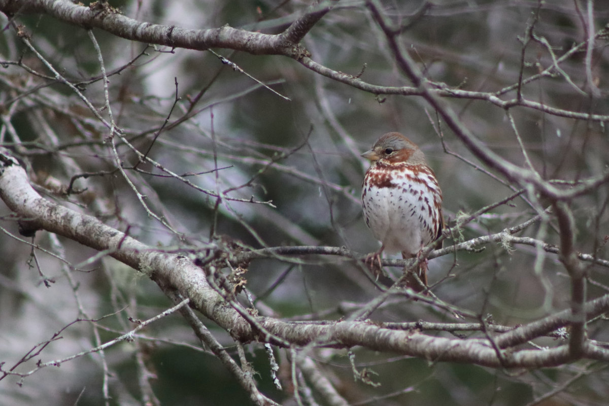 bird