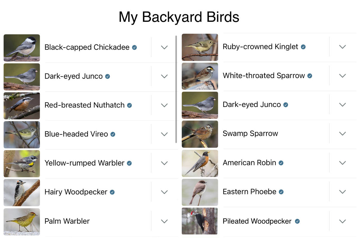 birds birds
