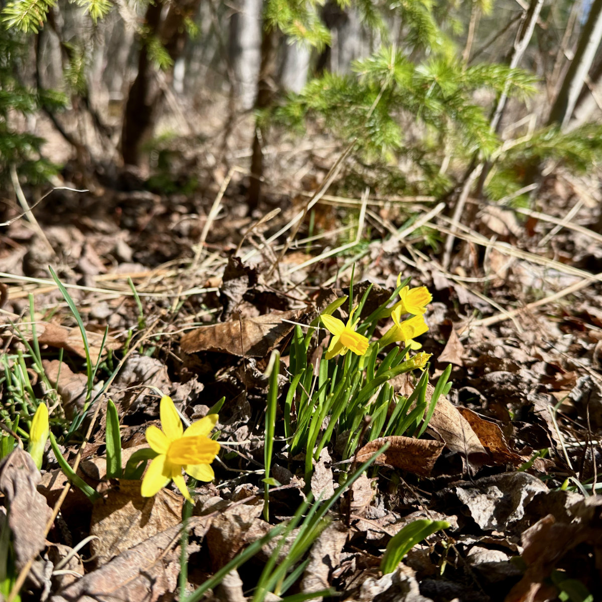 daffodils daffodils