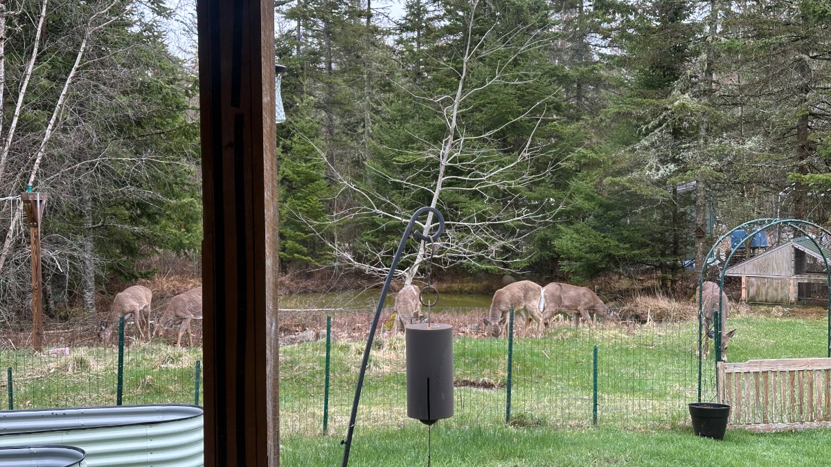 deer deer