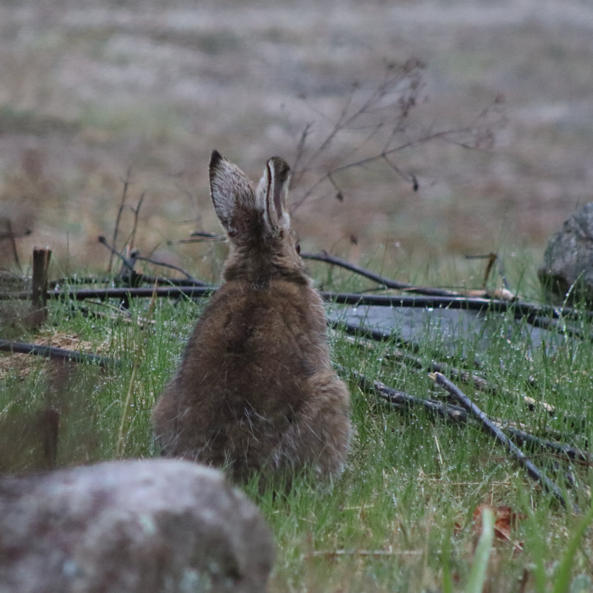 rabbit garden rabbit