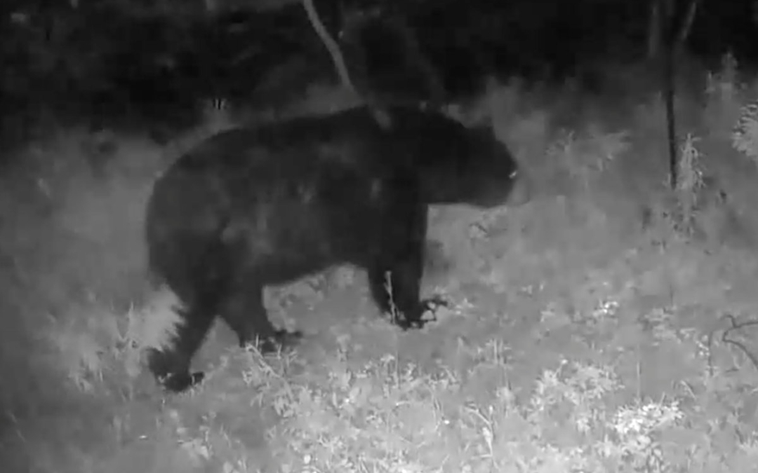 A Summer Black Bear Visitor