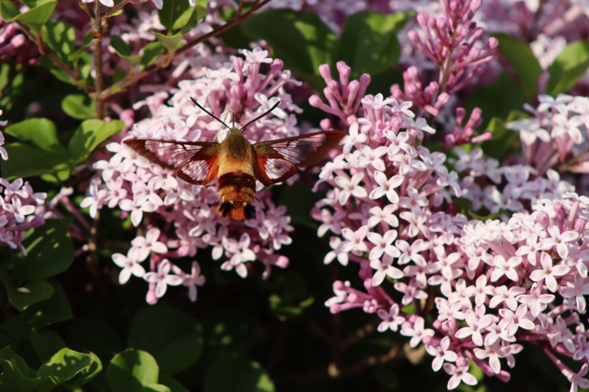 clearwing1 hummingbird clearwing moth
