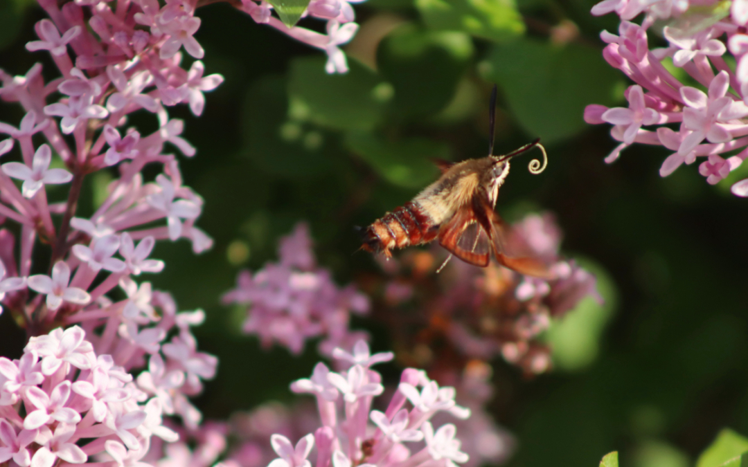 Garden Fairies