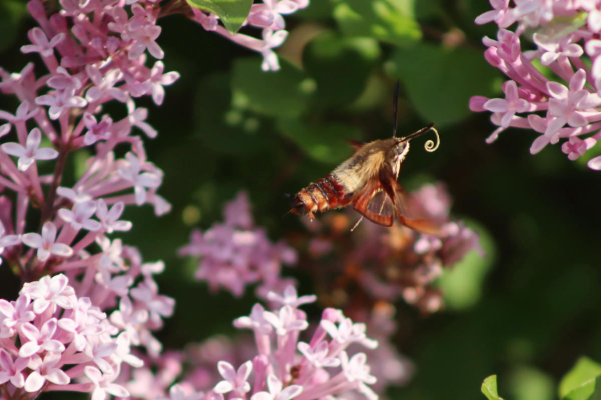 clearwing2 hummingbird clearwing moth