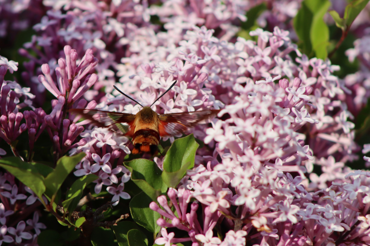 clearwing3 hummingbird clearwing moth