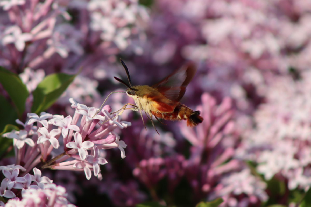 clearwing4 hummingbird clearwing moth