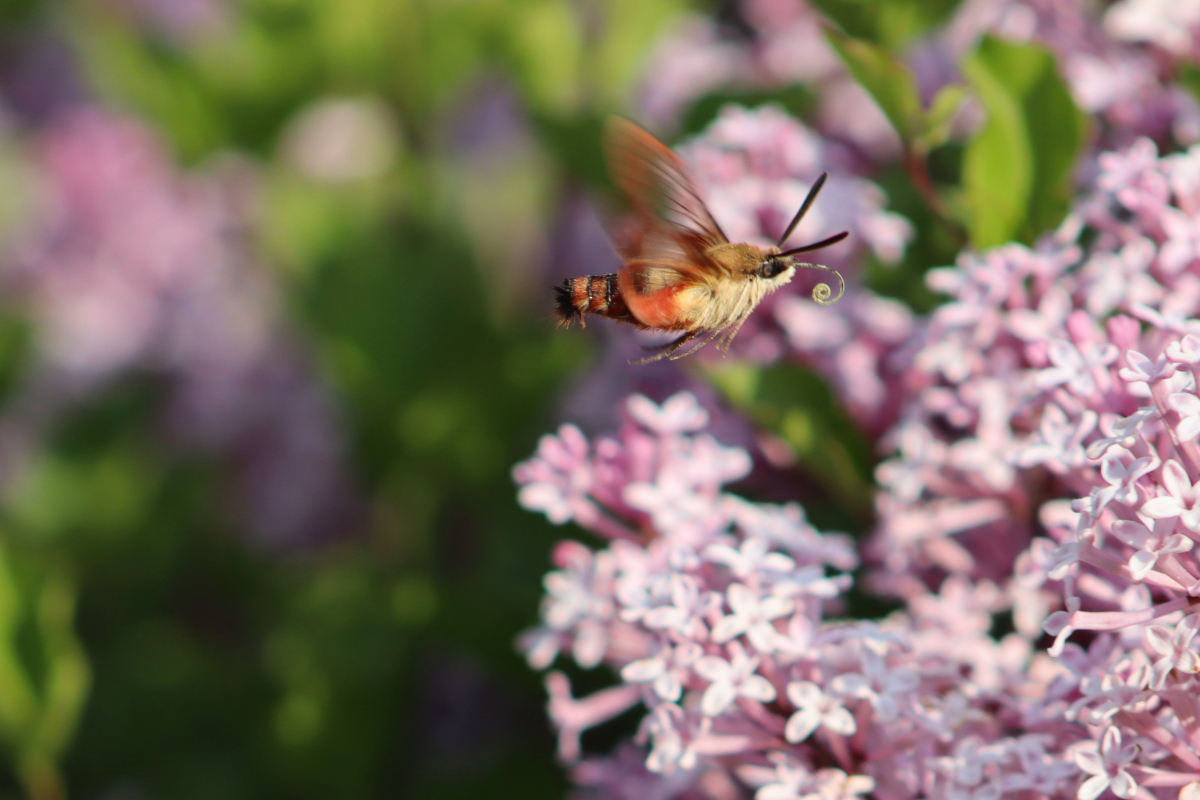 clearwing5 hummingbird clearwing moth