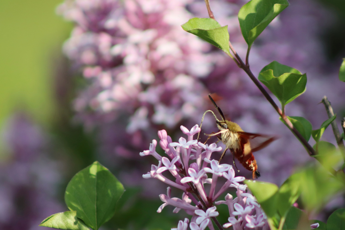 clearwing6 hummingbird clearwing moth