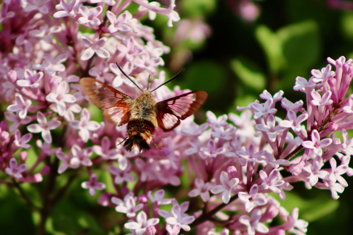 clearwing7 hummingbird clearwing moth