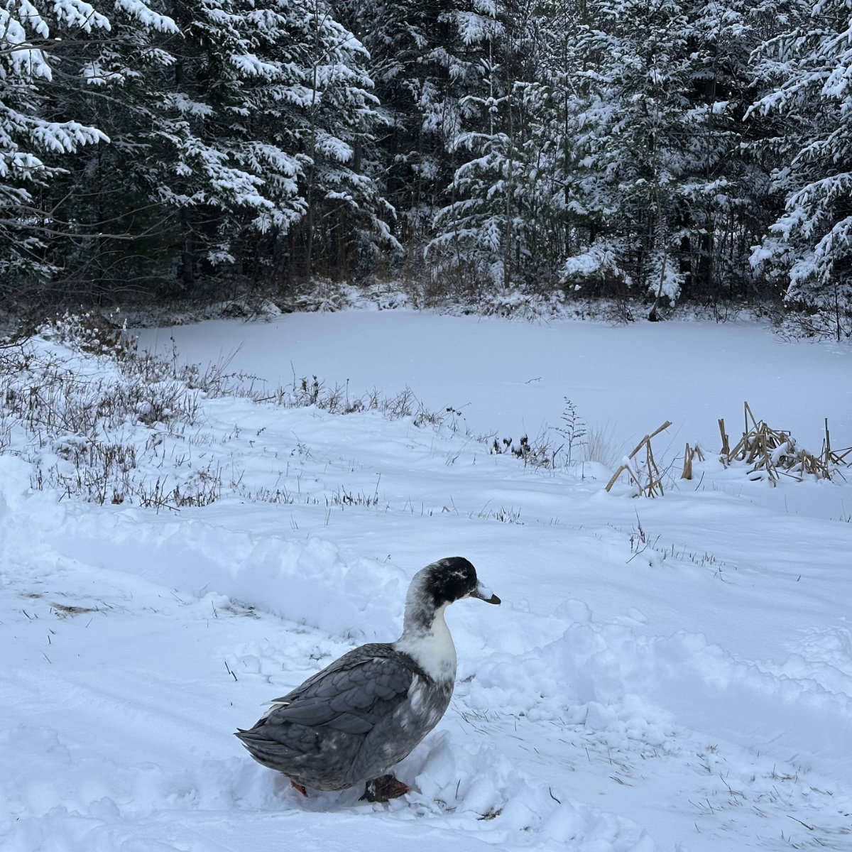 doodle duck
