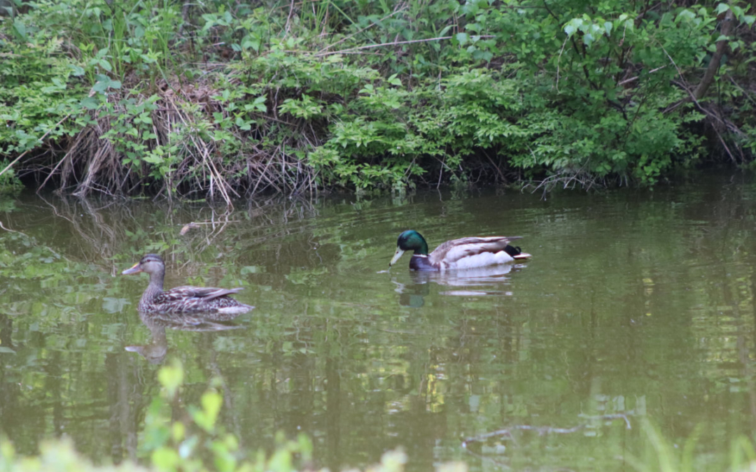 Morning Mallard Visitors