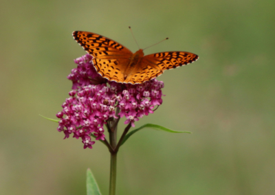 fritillary